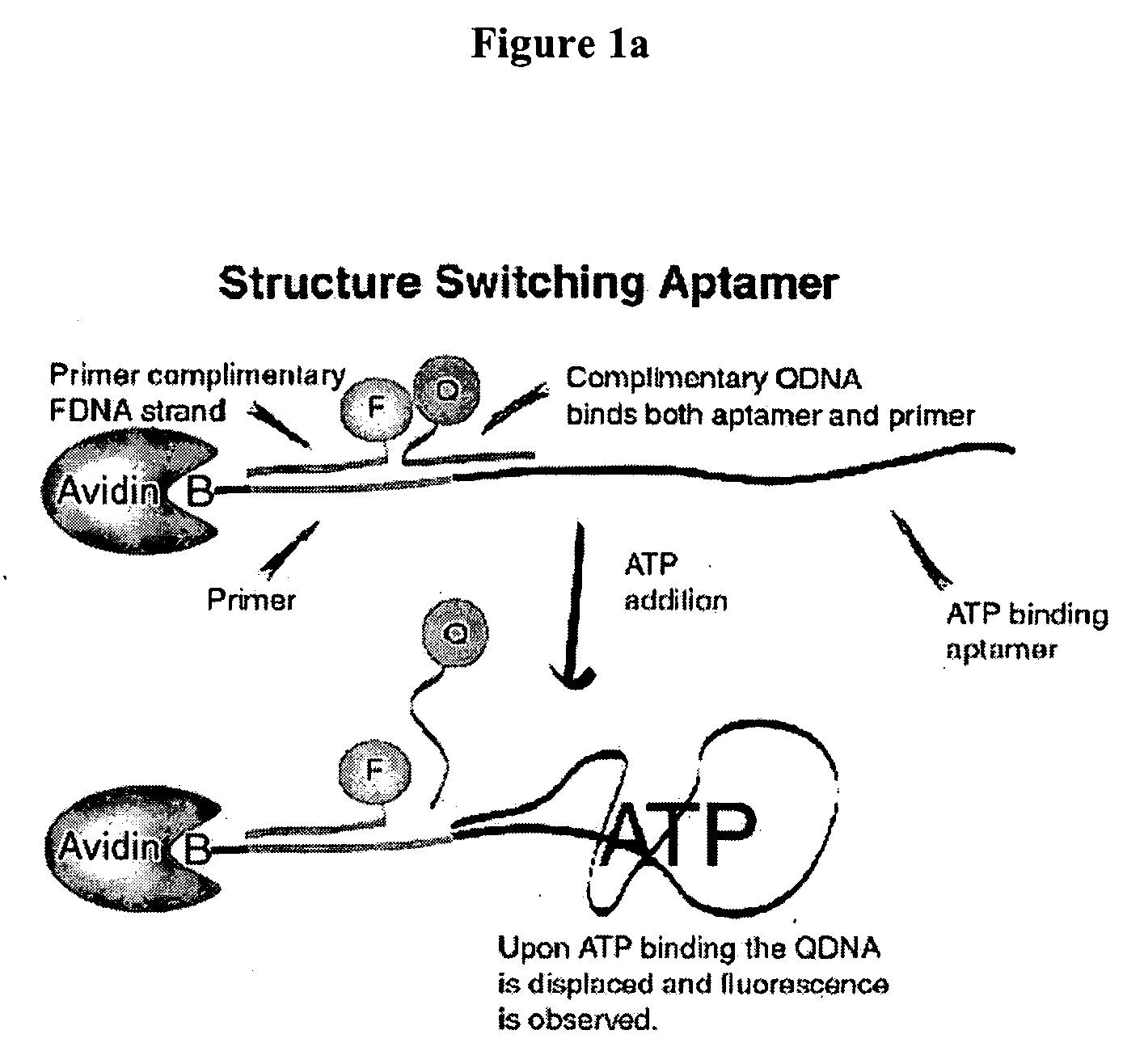 Method of immobilizing nucleic acid aptamers