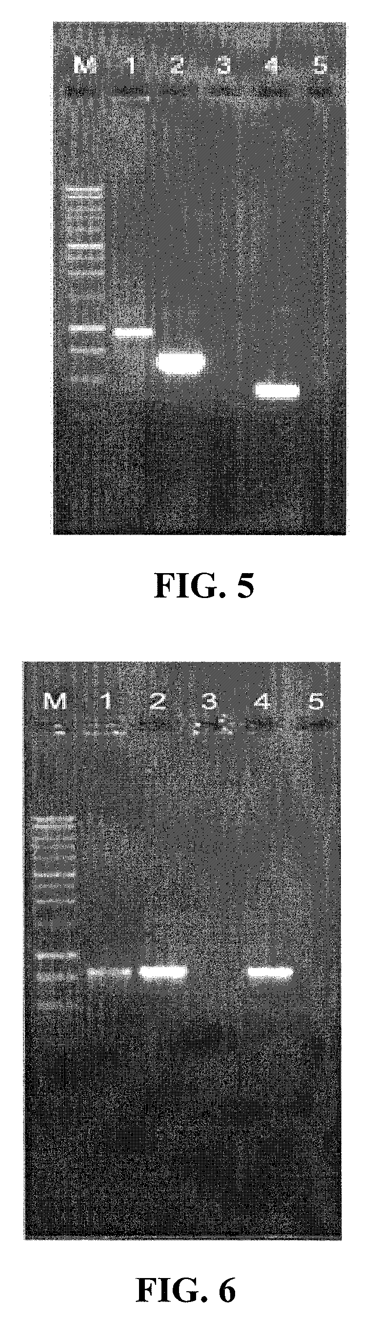 Methods of synthesizing polynucleotides using thermostable enzymes