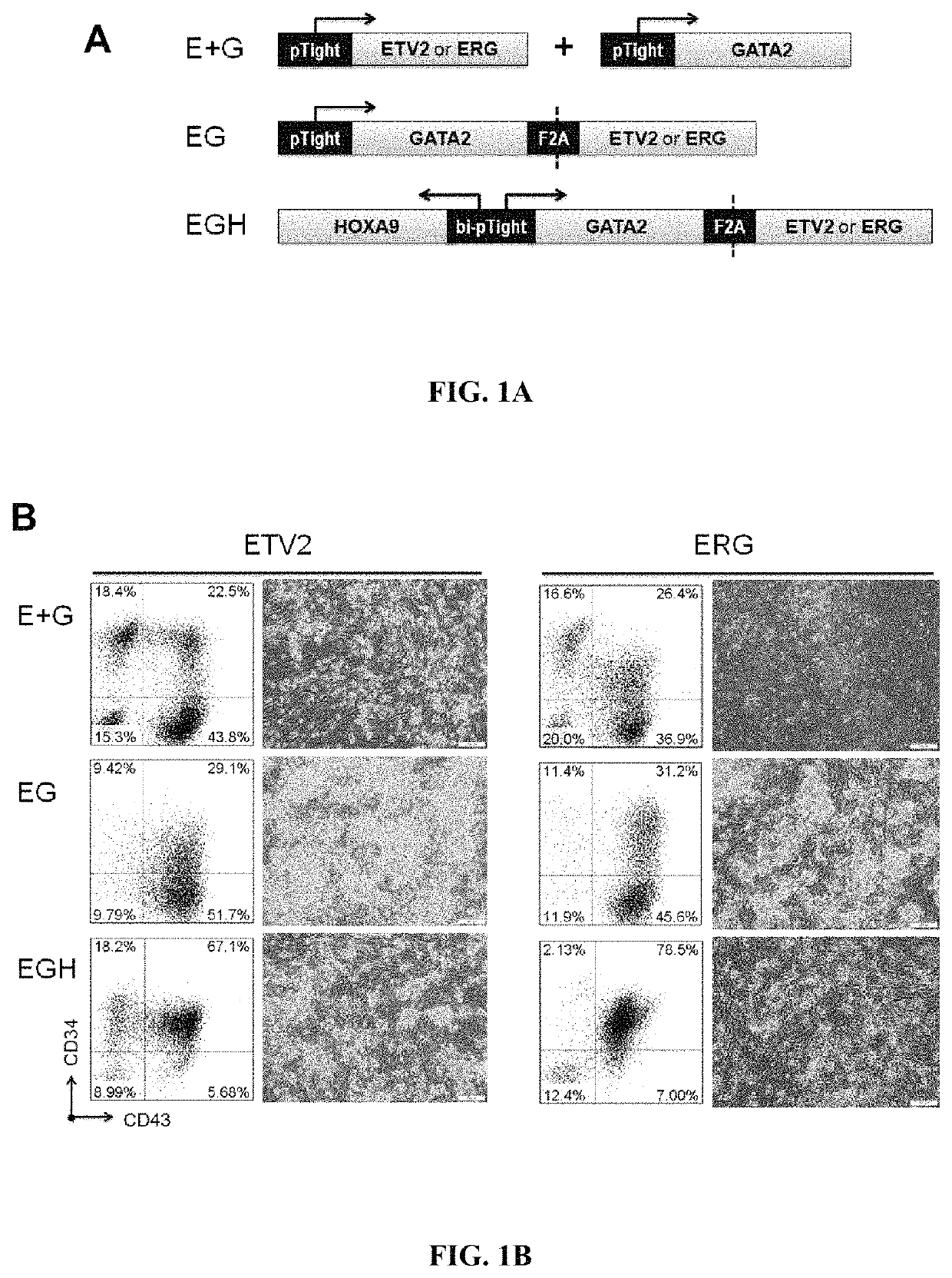 Multi-lineage hematopoietic precursor cell production by genetic programming