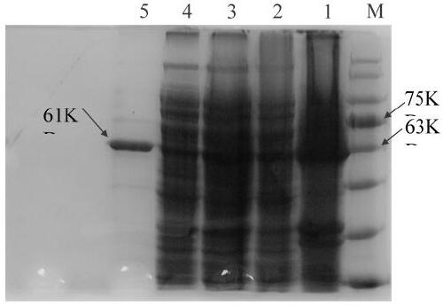 Terminal deoxyribonucleoside transferase variant and application thereof