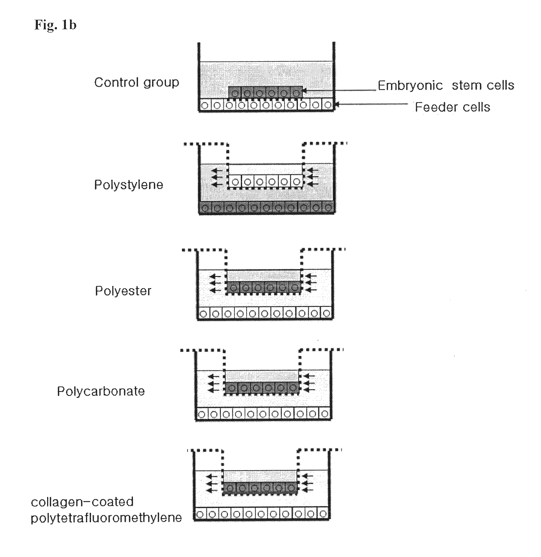 Method for co-culture of human embryonic stem cells and fibroblast feeder cells using a polyester membrane