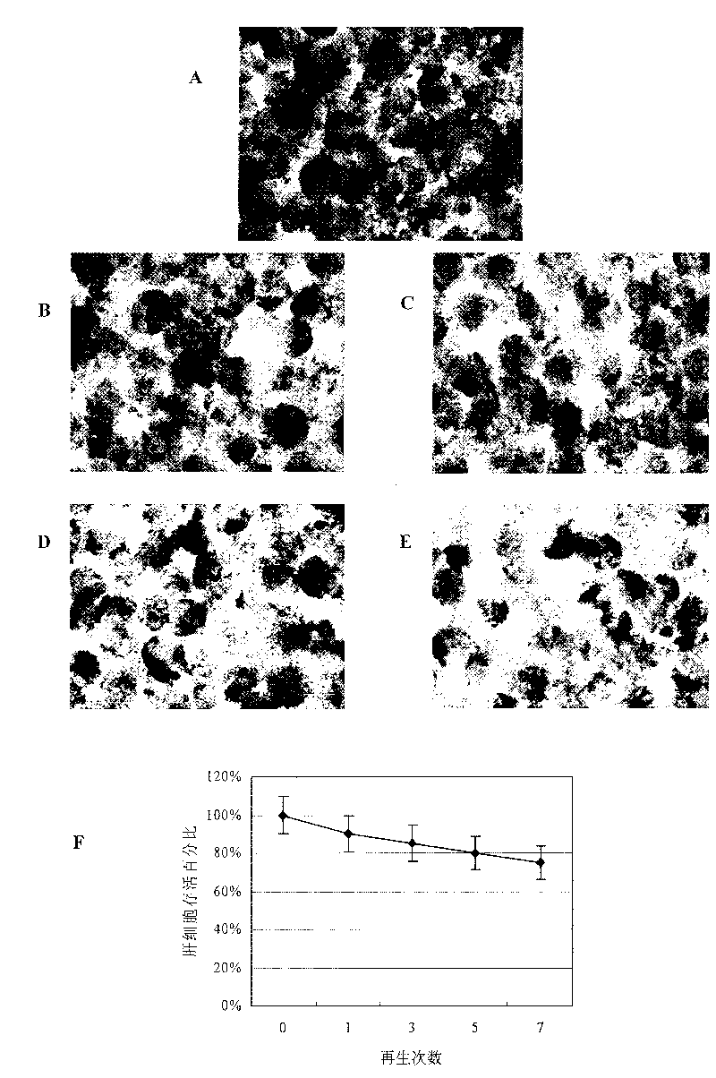 Cell reactor and artificial liver support system comprising same