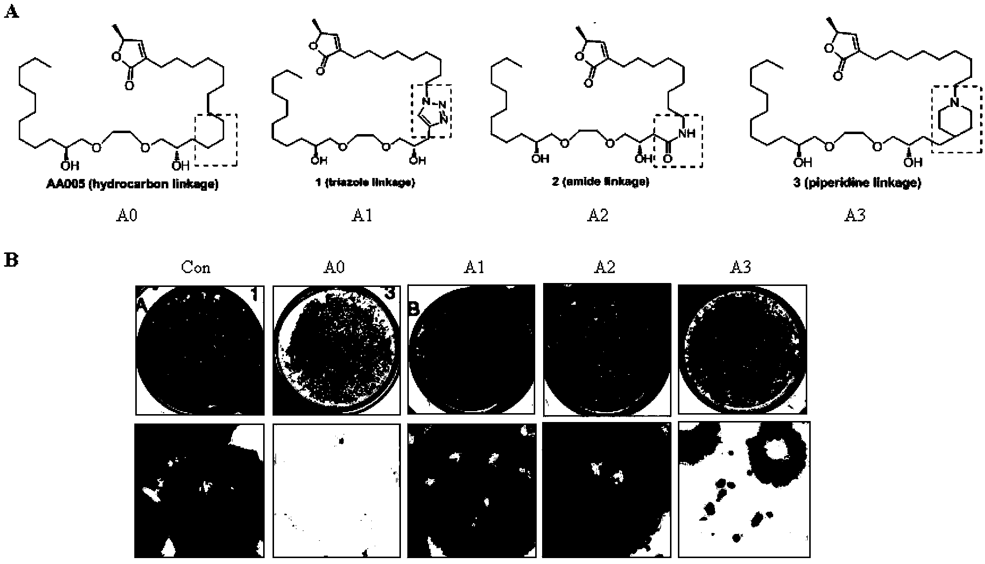 Application of annonaceous acetogenins polyether analog AA005 and structural analogs thereof to pharmacy