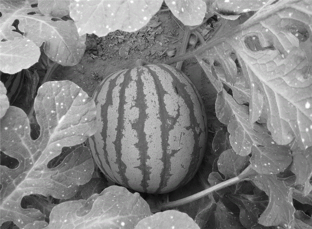 Watermelon hybridization breeding and hybrid identification method