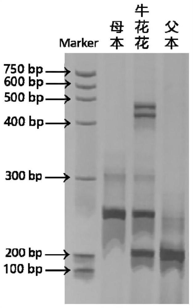 A kind of indel molecular marker and its application for identifying the seed purity of muskmelon Niuhuahua varieties