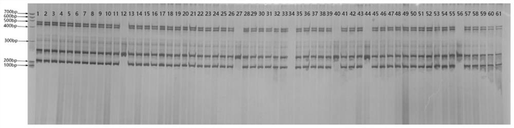 A kind of indel molecular marker and its application for identifying the seed purity of muskmelon Niuhuahua varieties