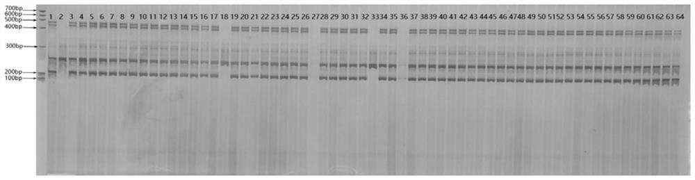 A kind of indel molecular marker and its application for identifying the seed purity of muskmelon Niuhuahua varieties