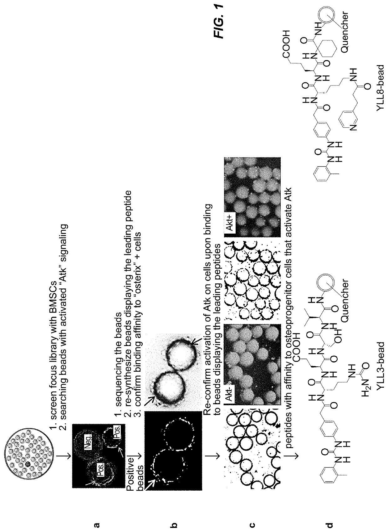 Peptides for activation of cell signaling in osteoprogenitor cells