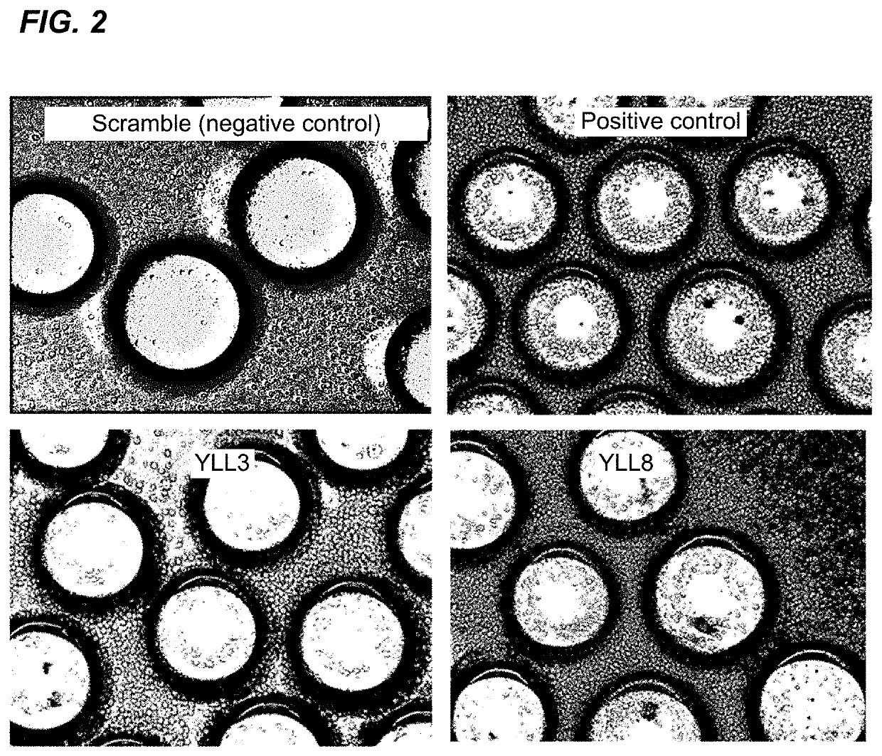 Peptides for activation of cell signaling in osteoprogenitor cells