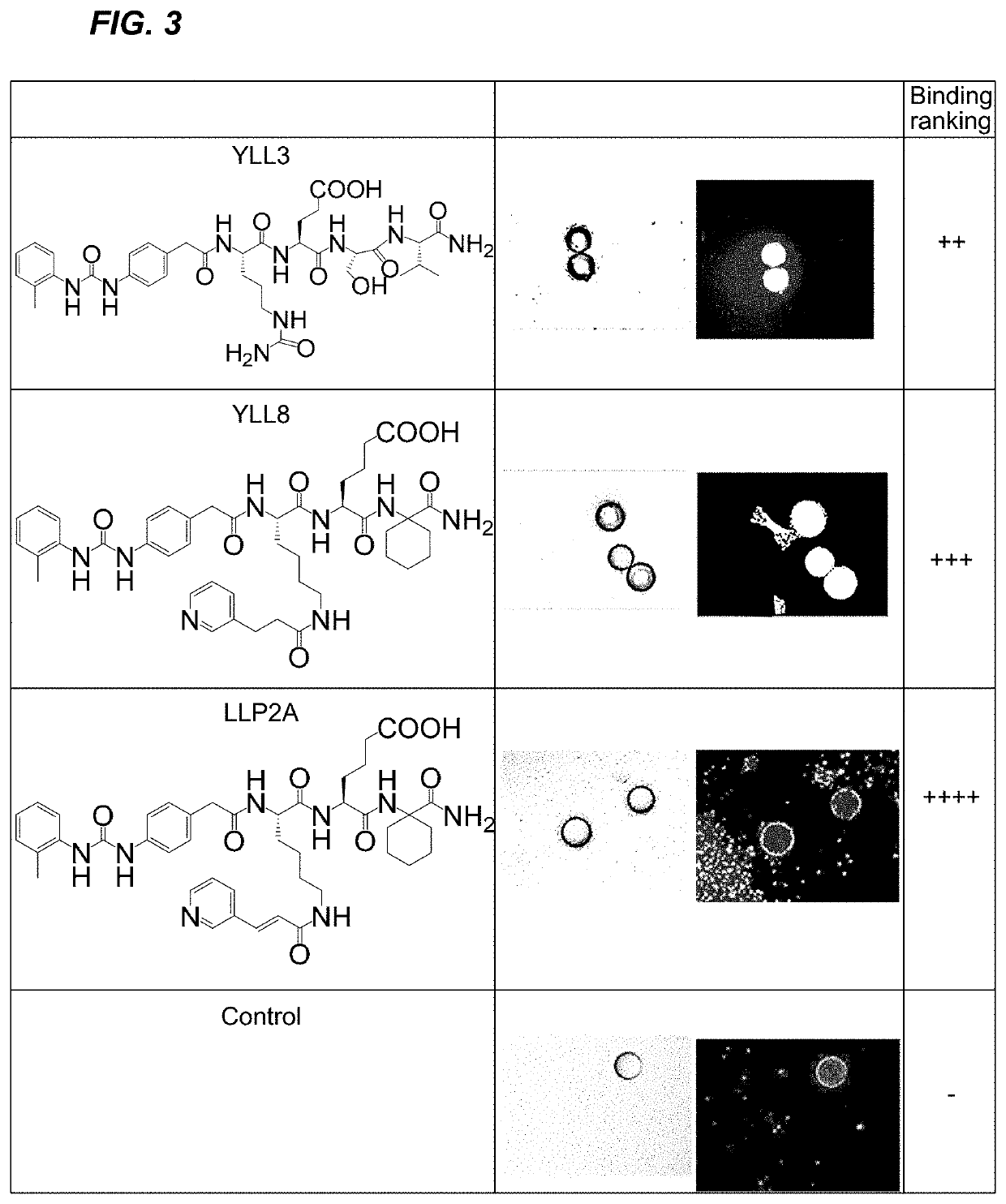 Peptides for activation of cell signaling in osteoprogenitor cells