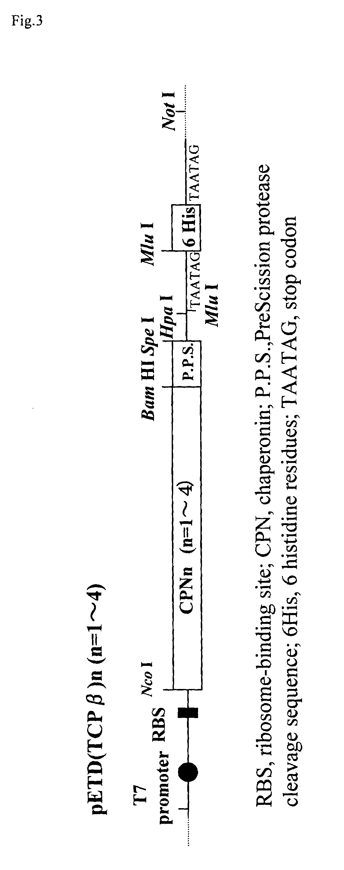 Process for production of a recombinant protein and a fusion protein