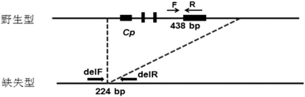 Primer combination for identifying creeping character of chicken and application thereof