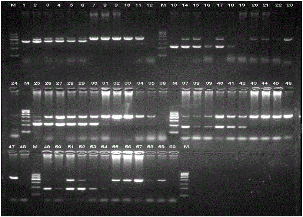 Primer combination for identifying creeping character of chicken and application thereof