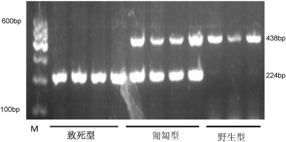 Primer combination for identifying creeping character of chicken and application thereof