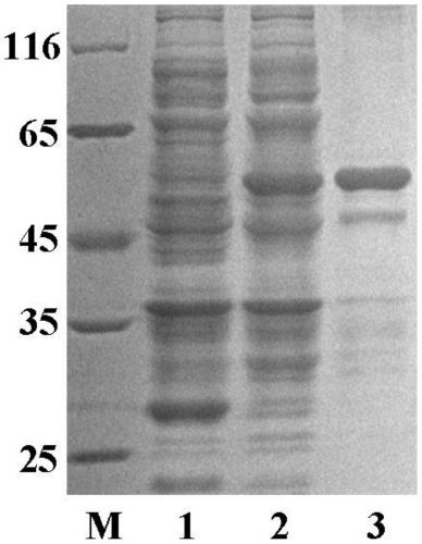 Procambarus clarkii C-type lectin gLecB gene and encoded gLecB protein thereof