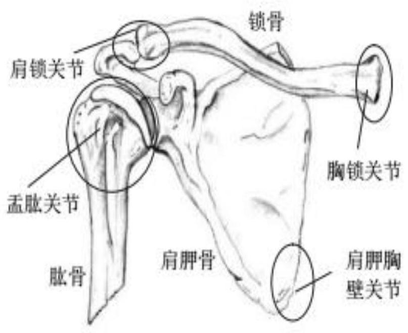 A method for measuring the coupling relationship between the glenohumeral joint rotation center of the human upper limb shoulder and the lifting angle of the upper arm