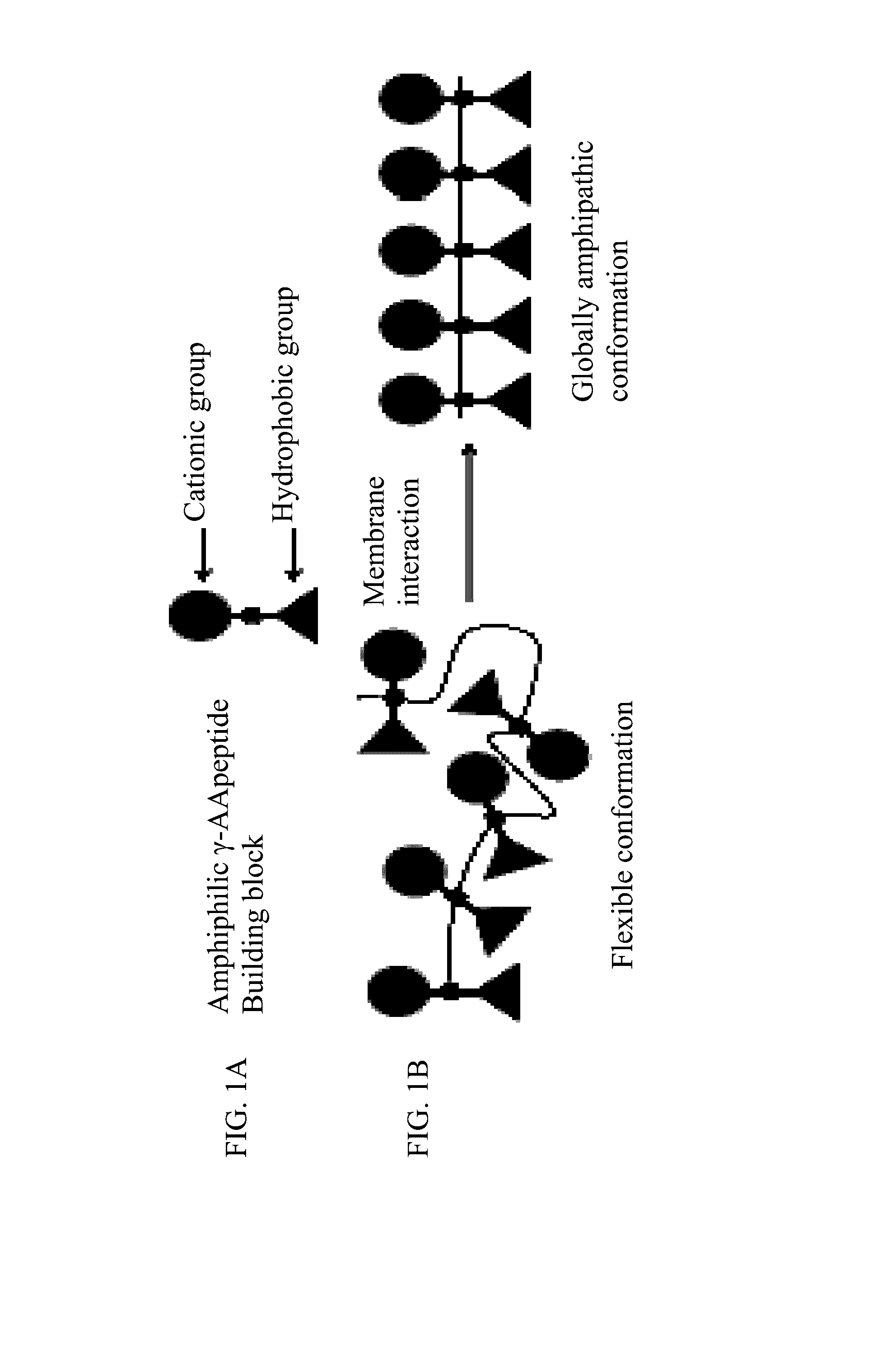 Gamma-aapeptides with potent and broad-spectrum antimicrobial activity