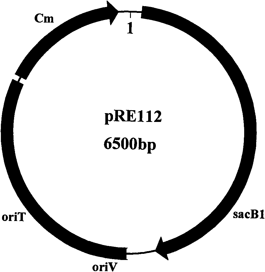 Shewanella EPA synthetic gene cluster and gene engineering bacterium containing same