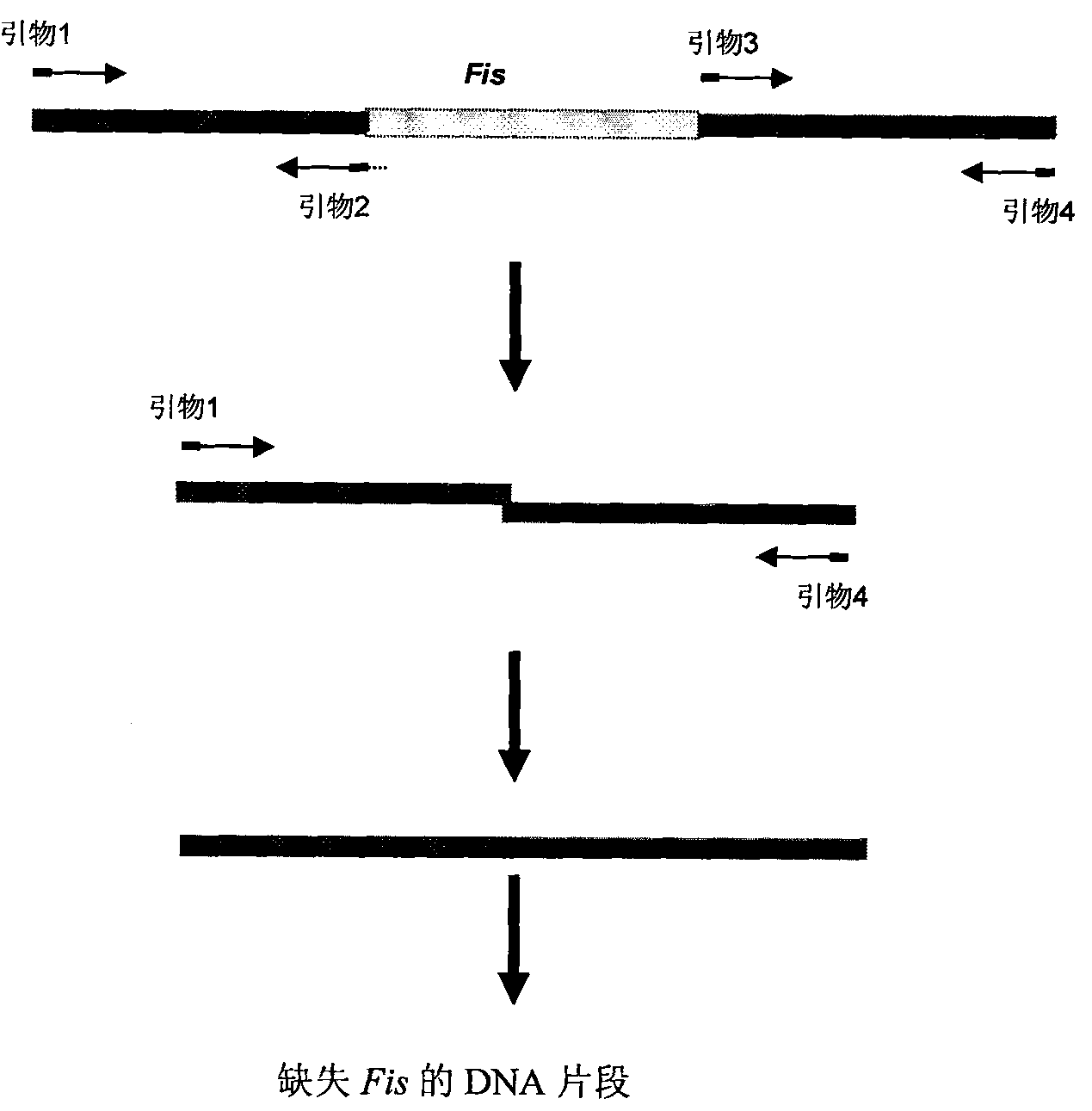 Shewanella EPA synthetic gene cluster and gene engineering bacterium containing same