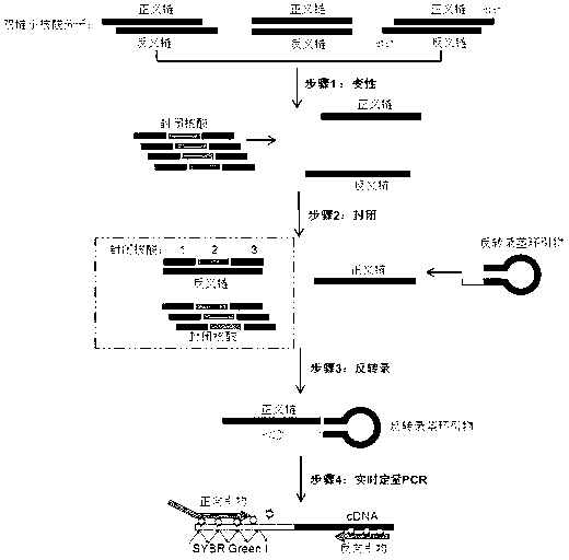 Small RNA detection method and use thereof
