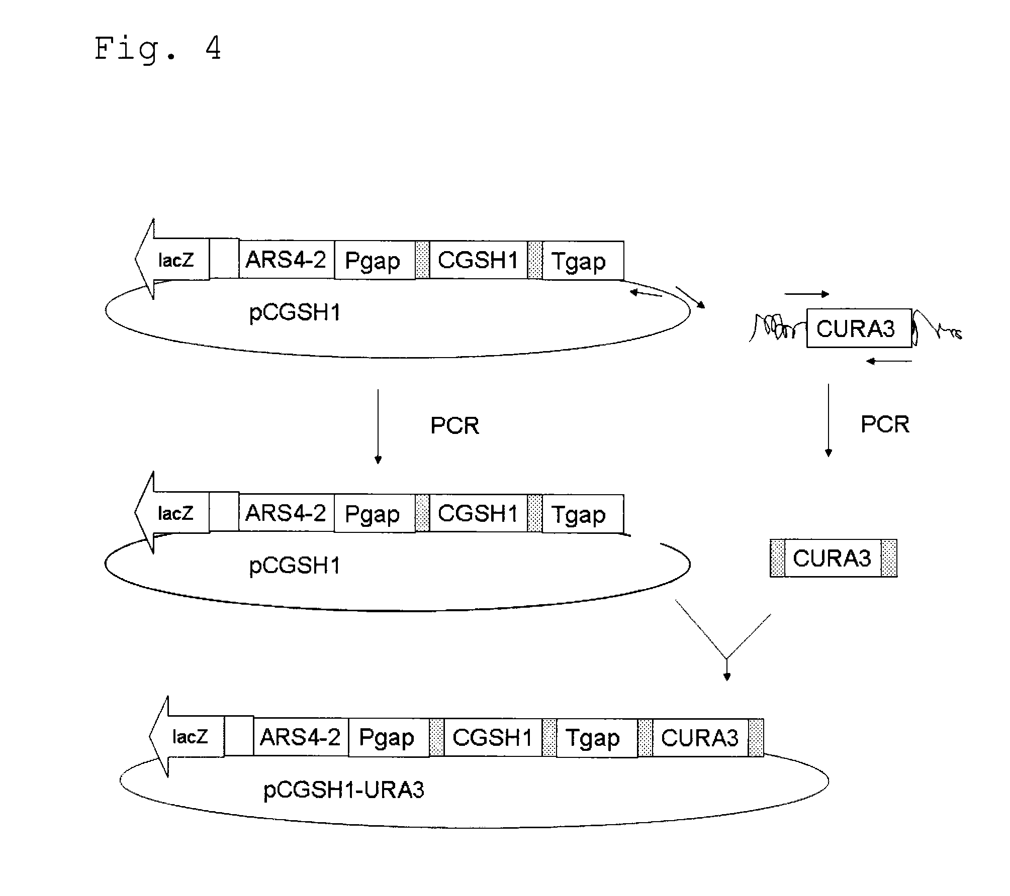 Yeast, yeast extract containing gamma-glu-abu, and a method for producing the same