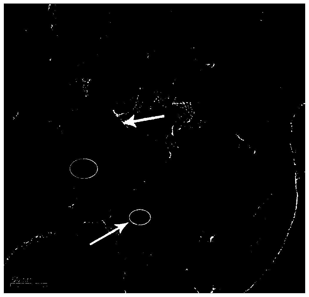 Synthesis method of a kind of graphitic carbon nitride/stannous sulfide nano-heterojunction