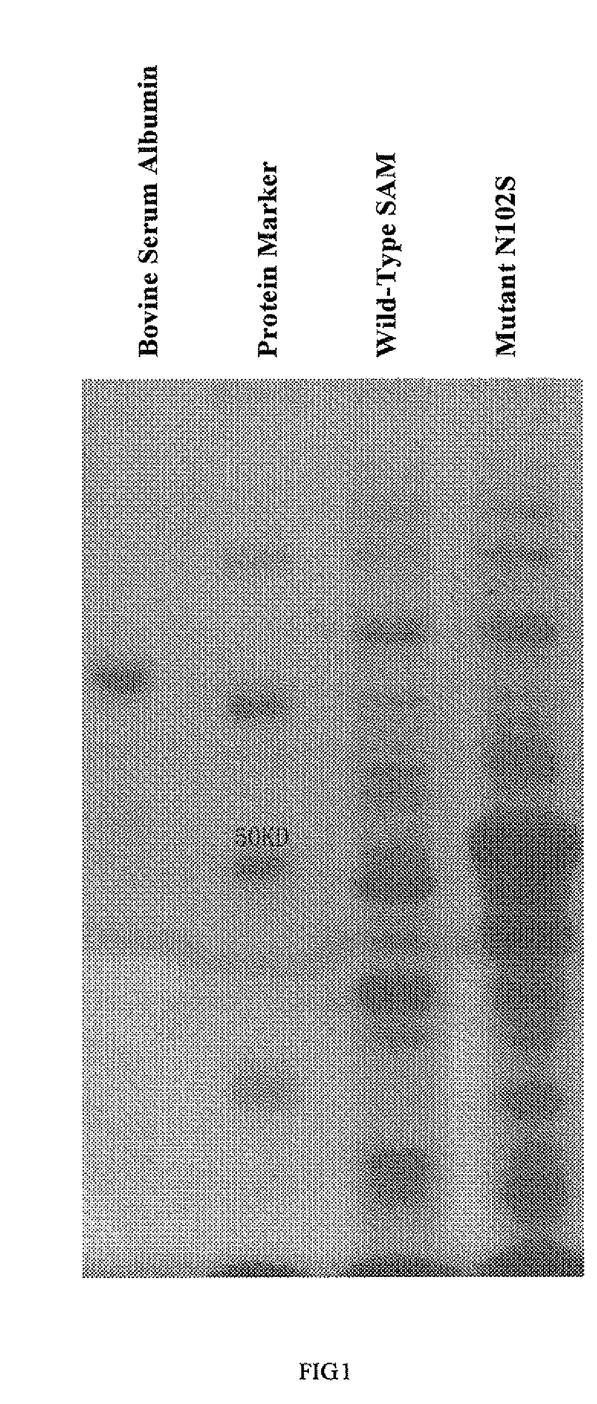 S-Adenosylmethionine Synthetase Mutants, the DNAs Encoding the Same and Uses of the Mutants