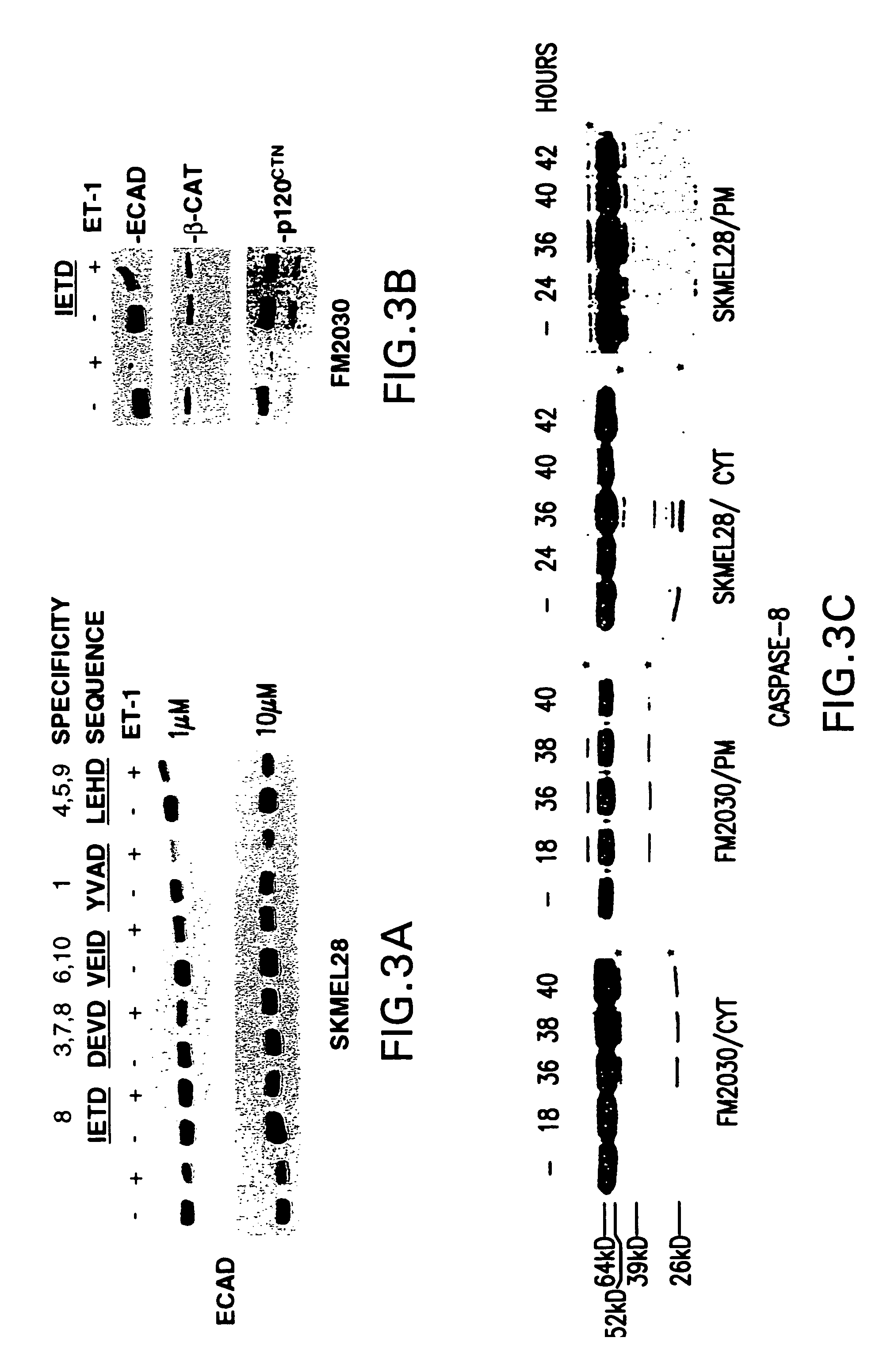 Cancer treatment with endothelin receptor antagonists