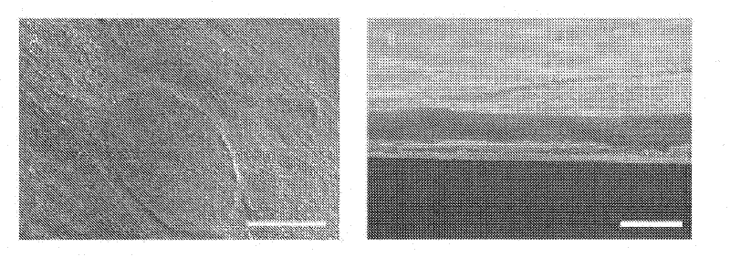 Method for the cryopreservation of cells, artificial cell constructs or three-dimensional complex tissues assemblies