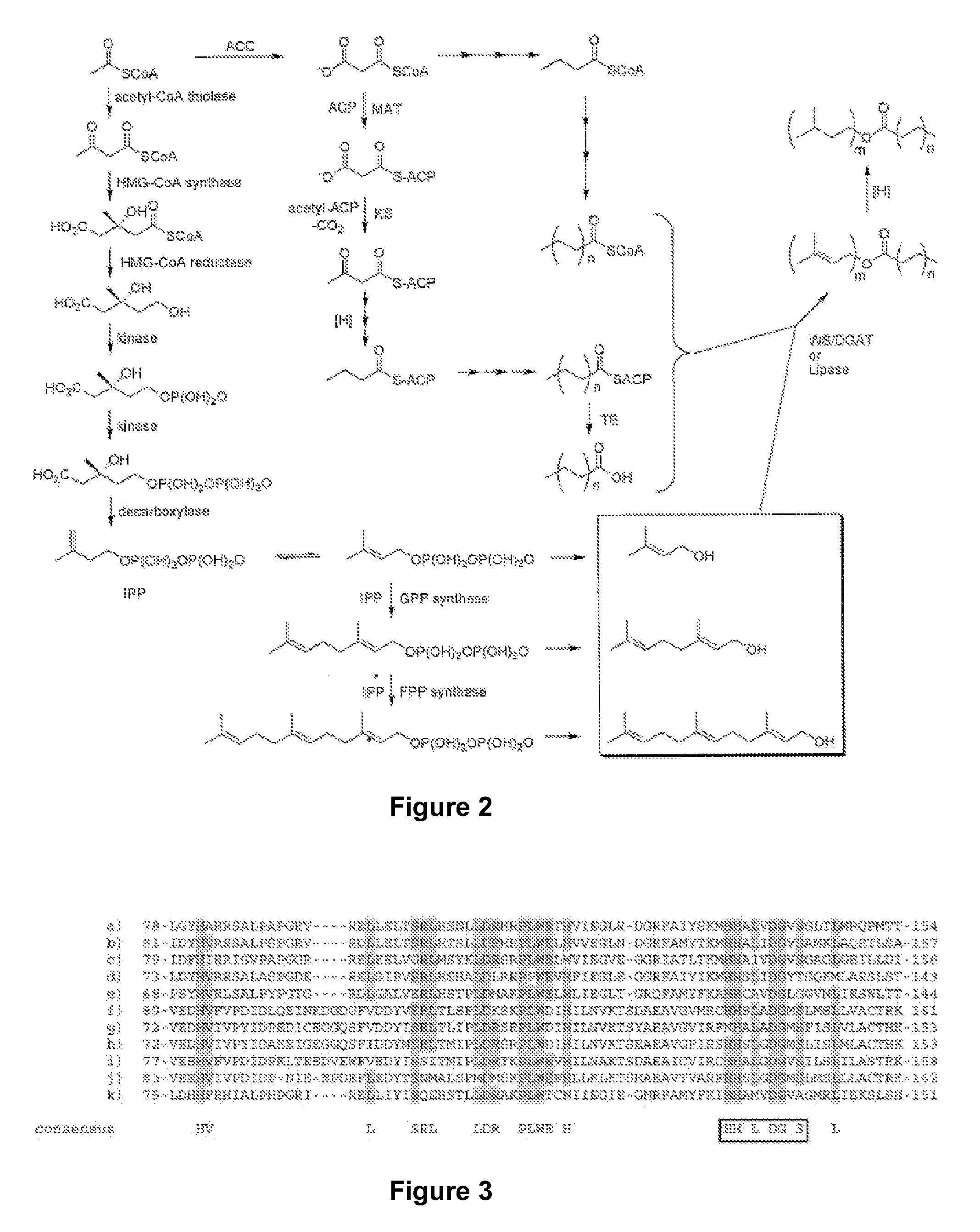 Host cells and methods for producing isoprenyl alkanoates