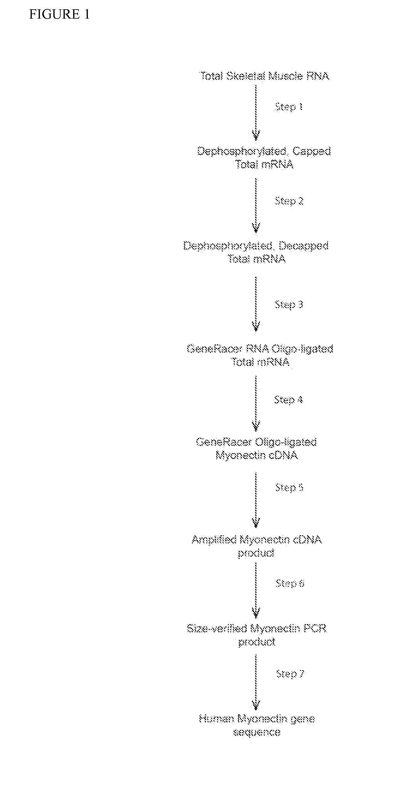 Myonectin (ctrp15), compositions comprising same, and methods of use