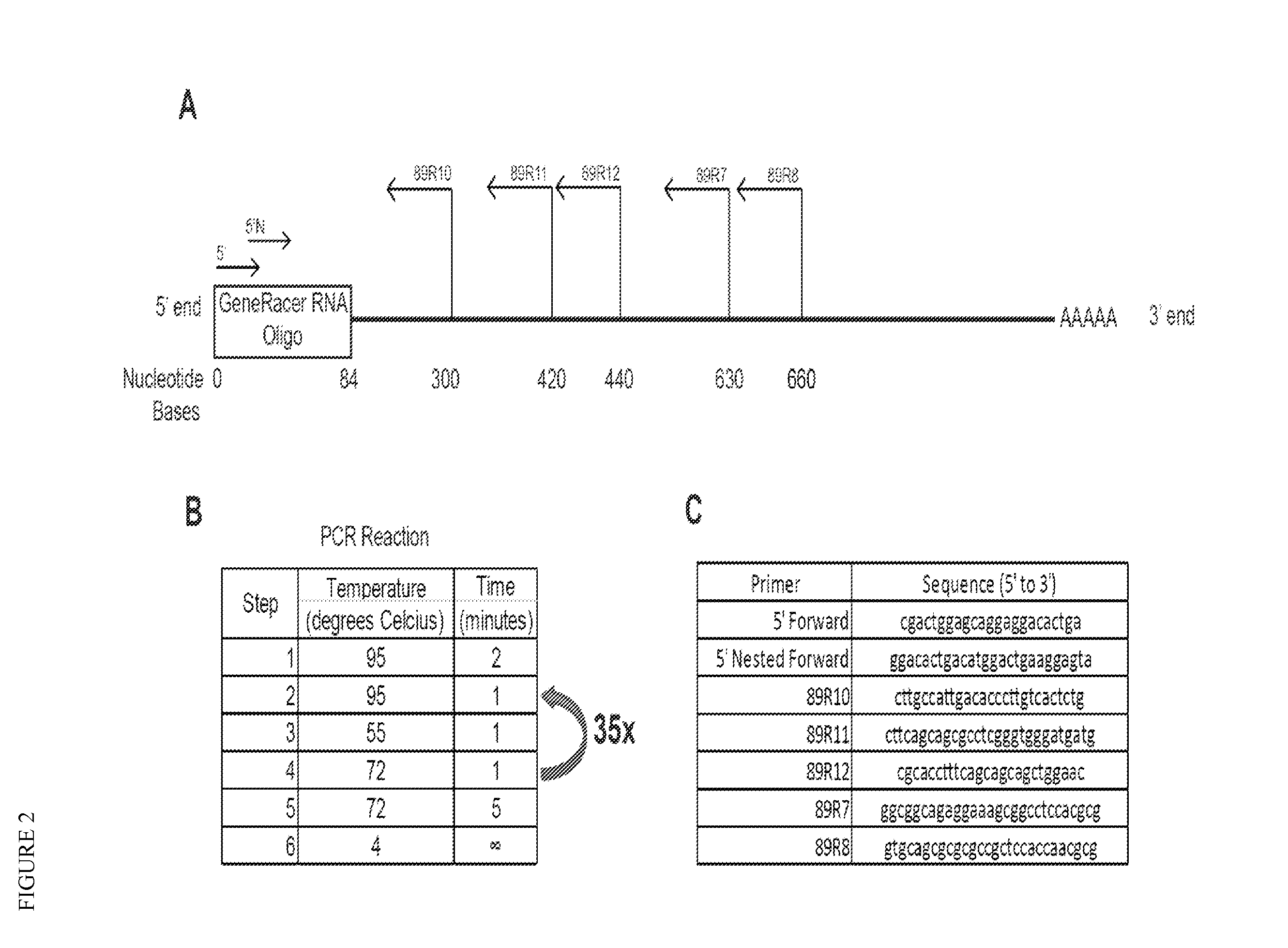 Myonectin (ctrp15), compositions comprising same, and methods of use