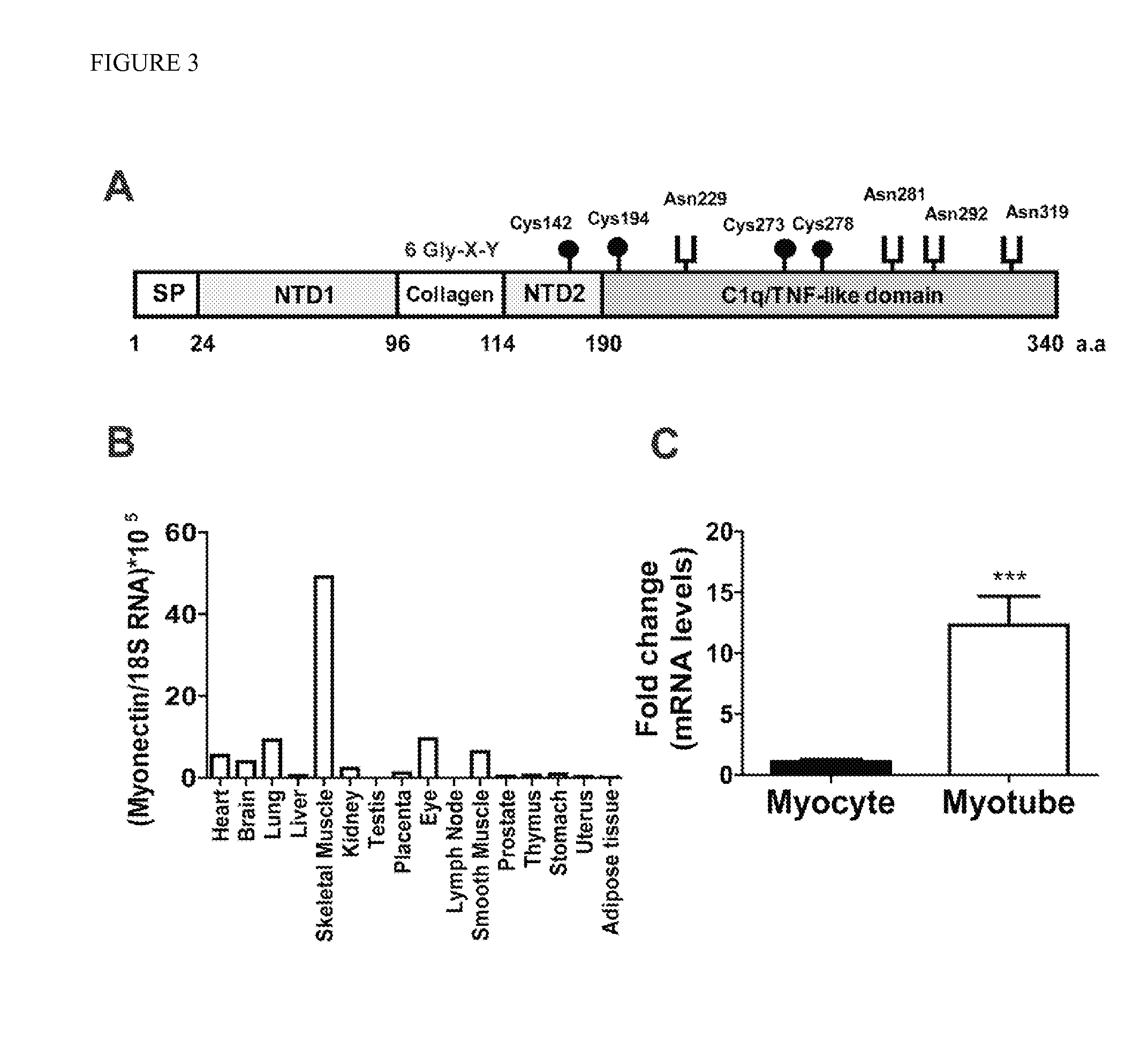 Myonectin (ctrp15), compositions comprising same, and methods of use
