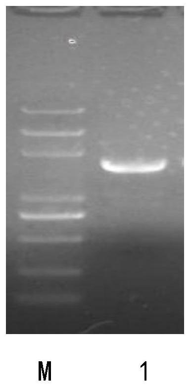 A dual-target tumor vaccine and its preparation method and application