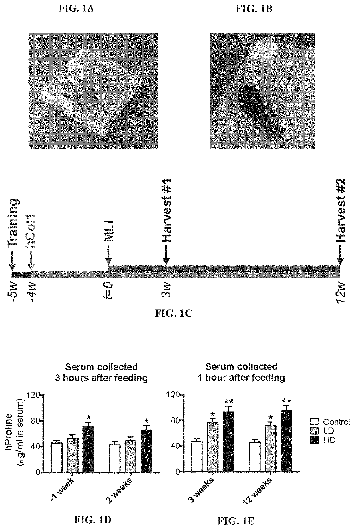 Compositions of hydrolyzed collagen peptides and commensal microorganisms and methods thereof