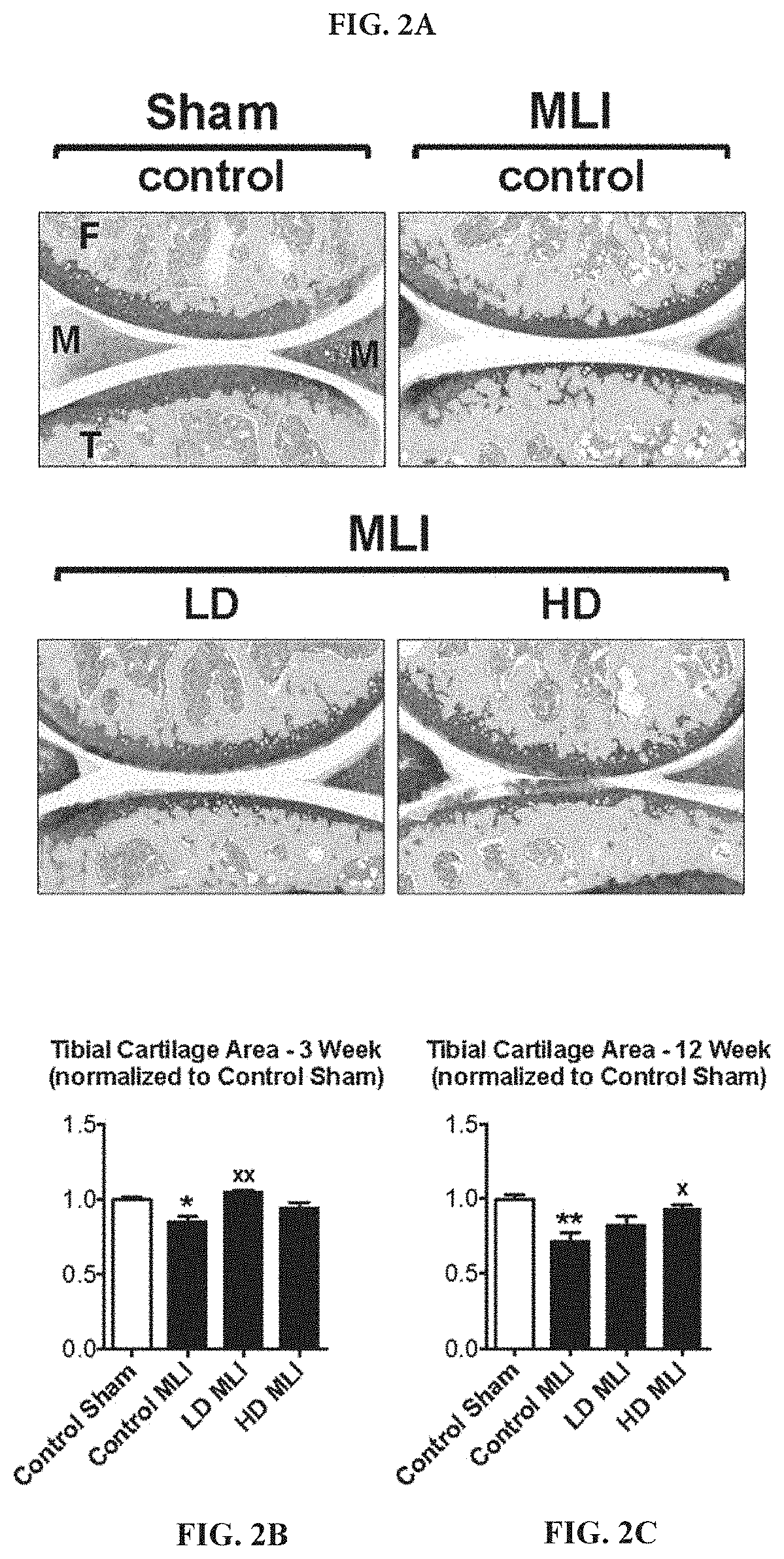 Compositions of hydrolyzed collagen peptides and commensal microorganisms and methods thereof