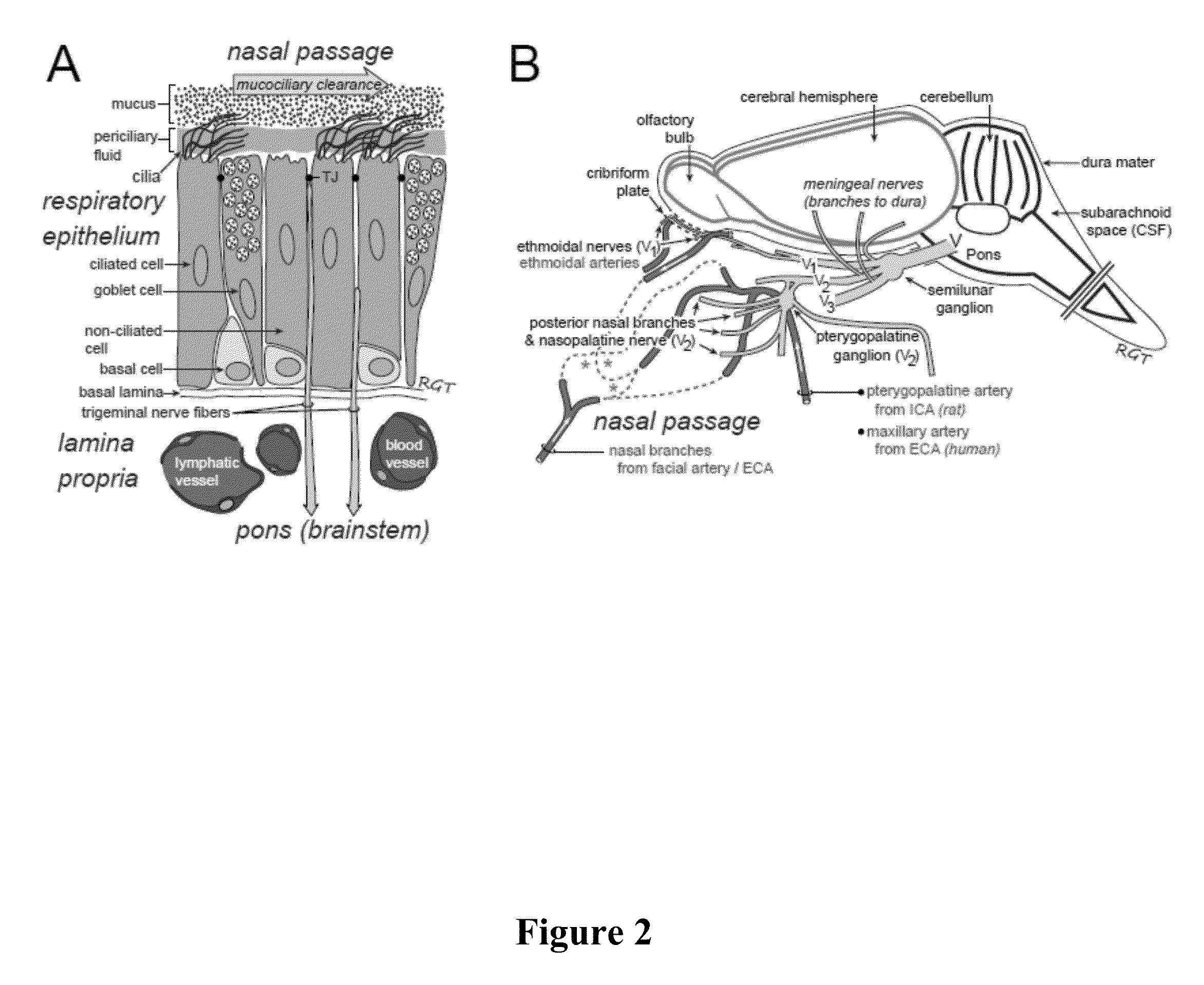 Methods and compositions for enhancing intranasal delivery of therapeutic agents