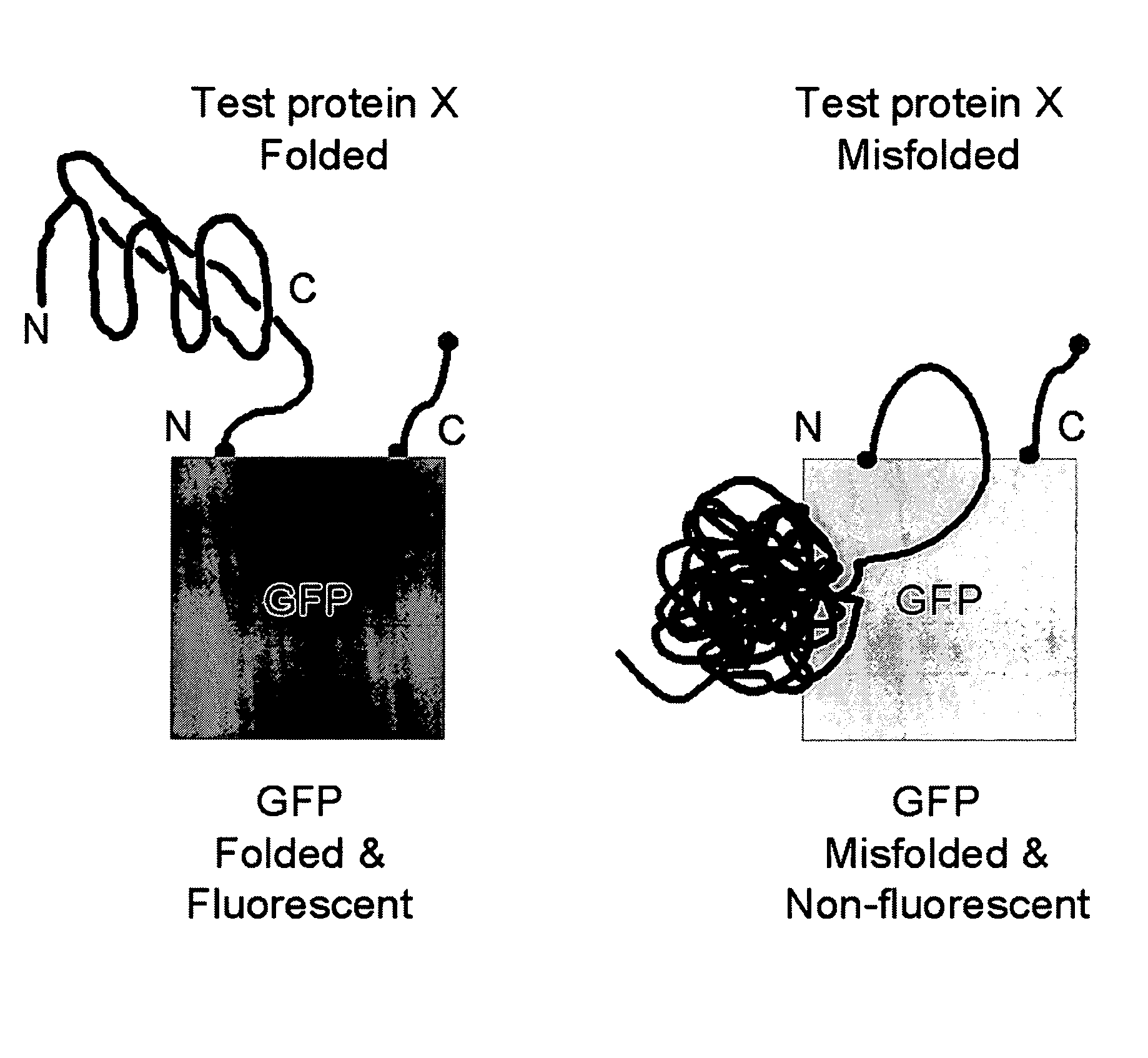 Circular permutant GFP insertion folding reporters