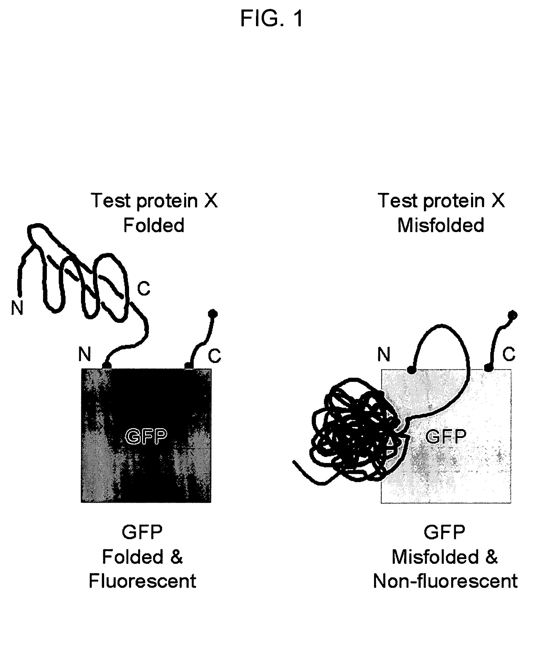 Circular permutant GFP insertion folding reporters