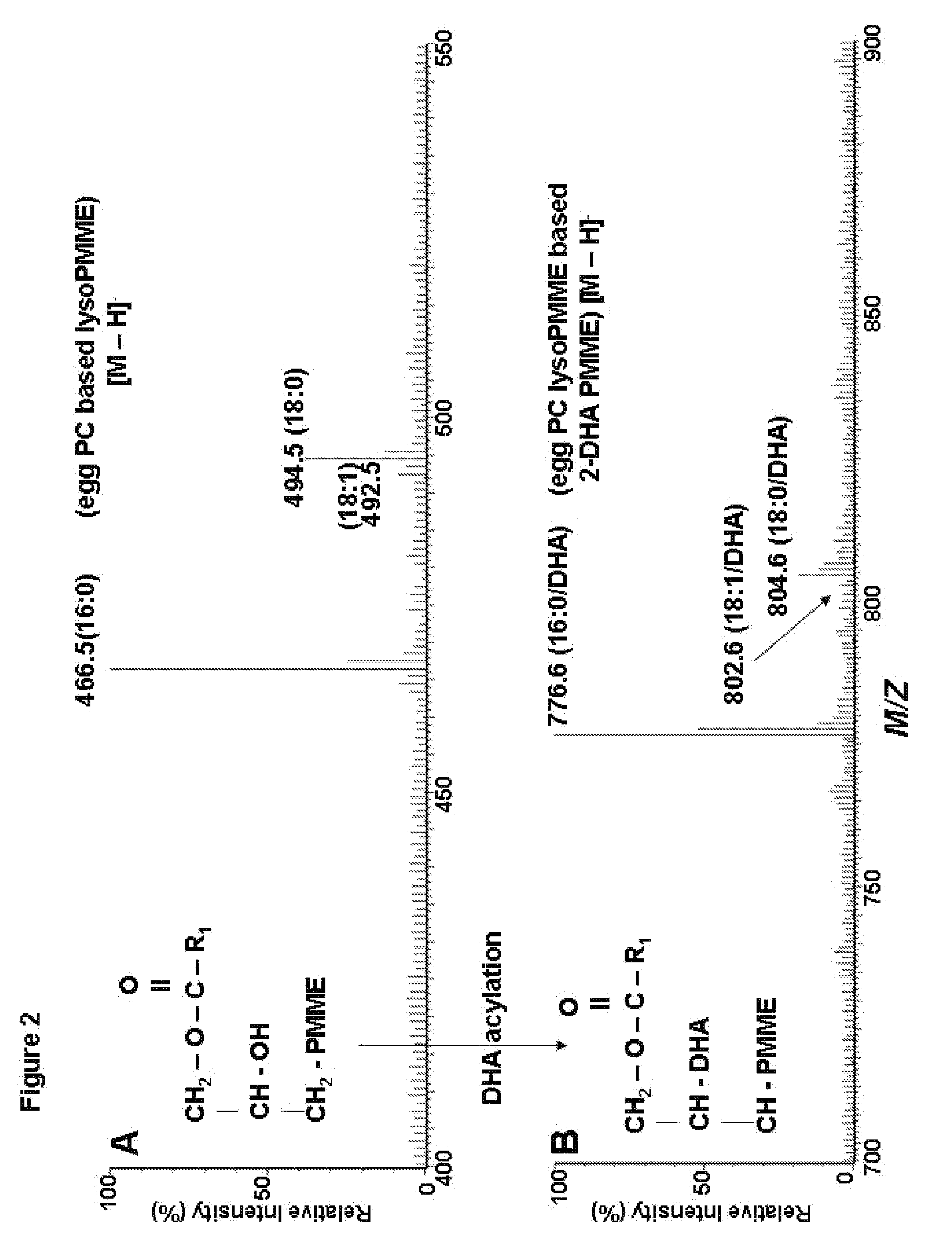 Composition and method for promoting survival of aged basal forebrain cholinergic neuron leading to provention and treatment of age-related neurodegenerative disorder