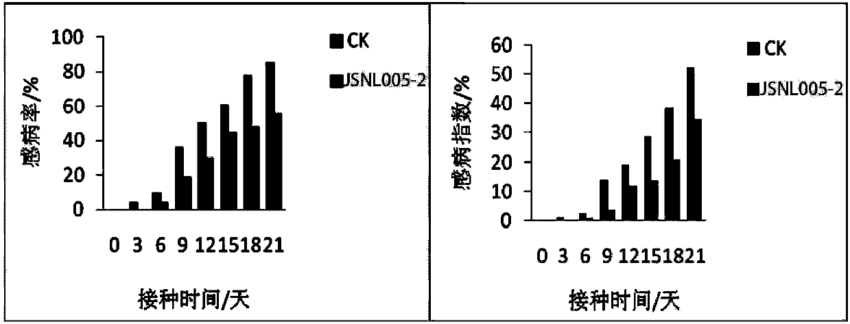 A kind of Alternaria and its application in Dendrobium officinale against leaf spot