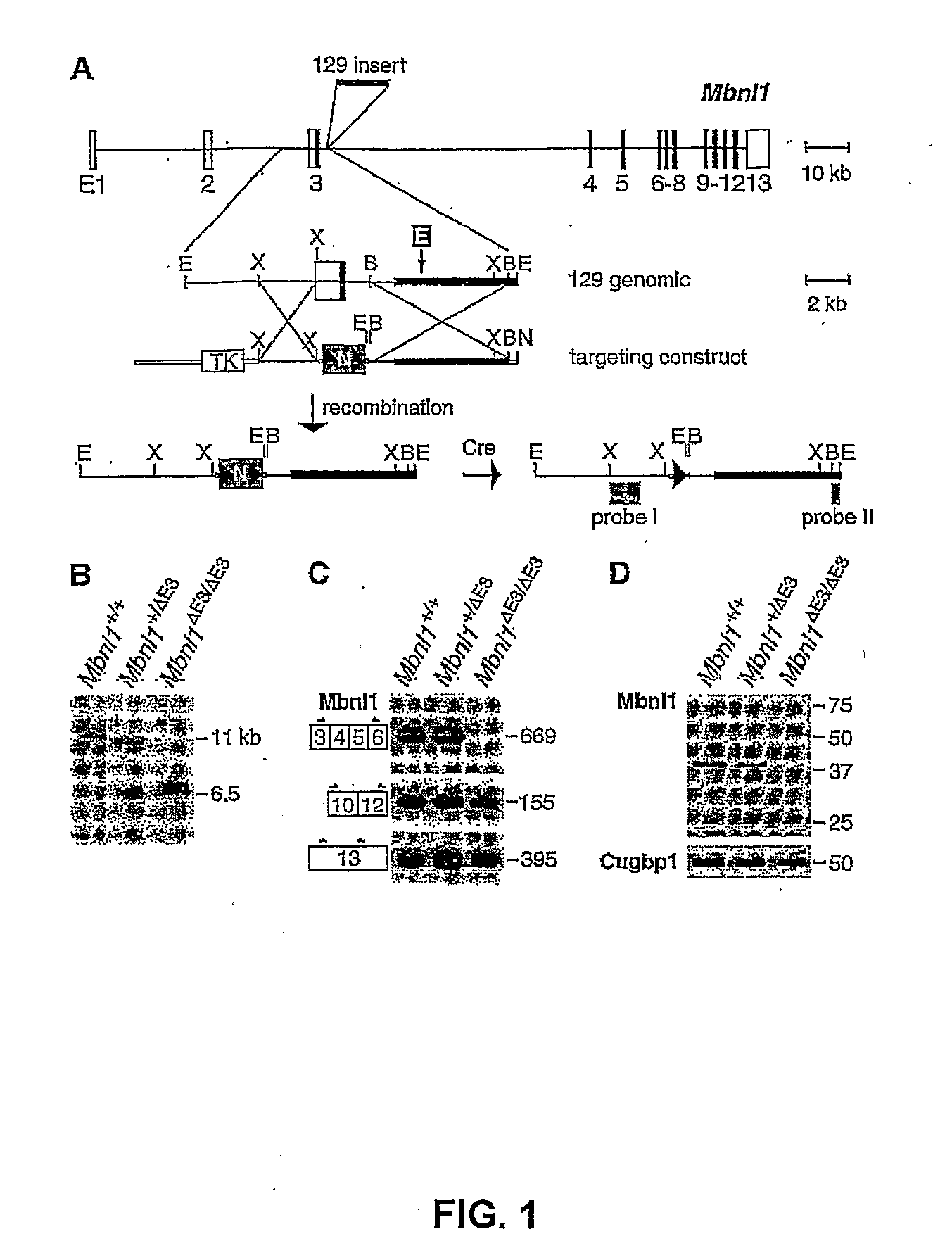 Methods and Compositions for Treatment of Diseases Associated with Aberrant Microsatellite Expansion
