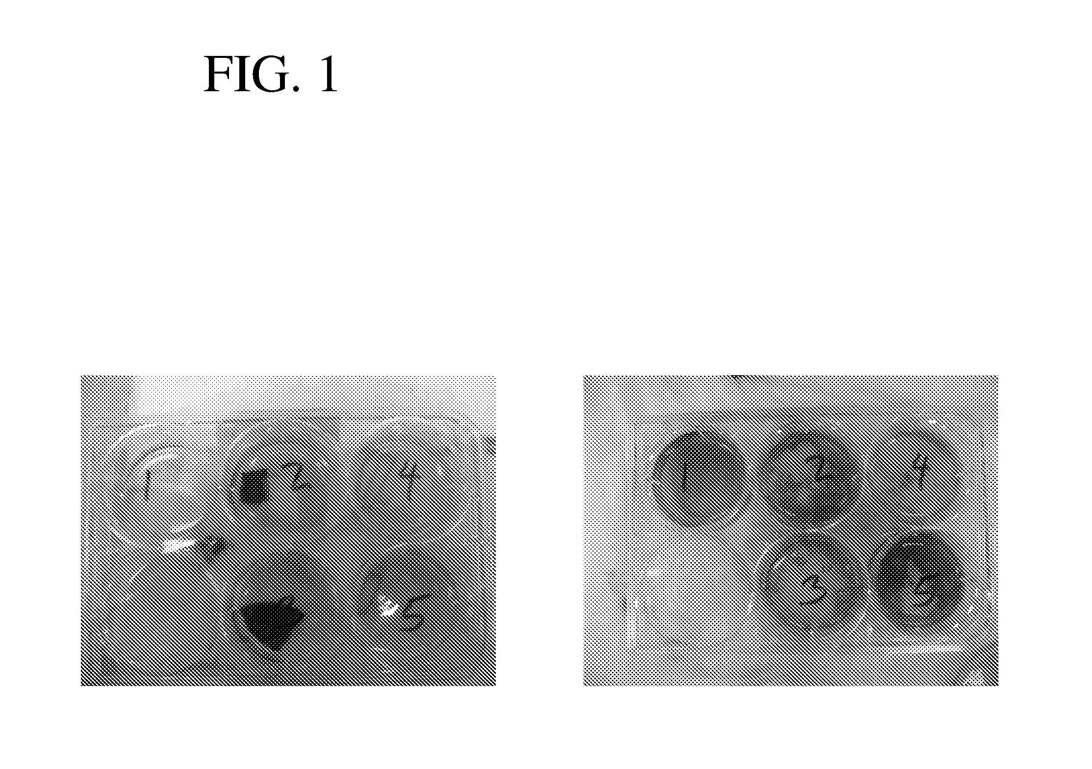 Cell growth apparatus and use of aerogels for directed cell growth