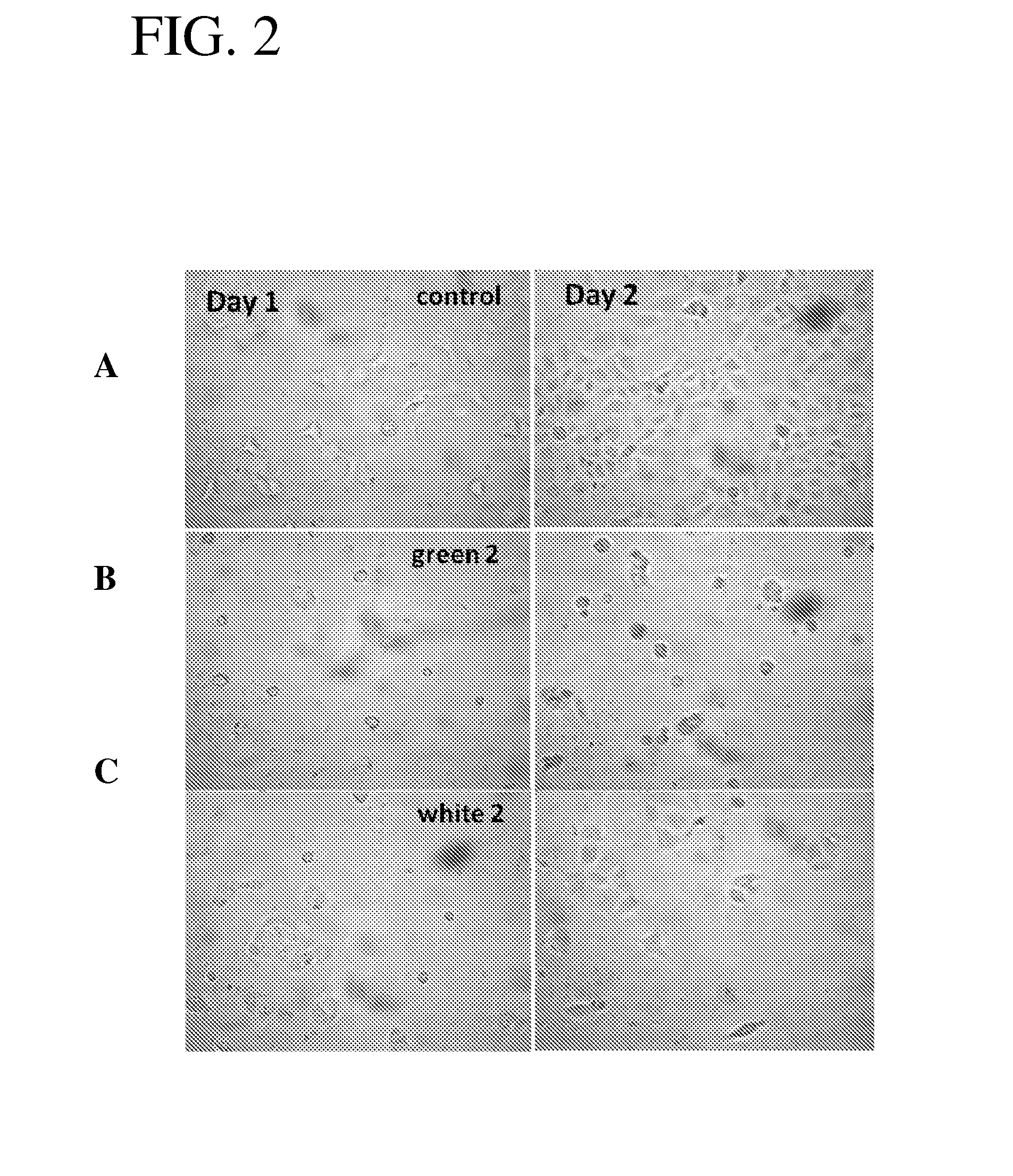 Cell growth apparatus and use of aerogels for directed cell growth