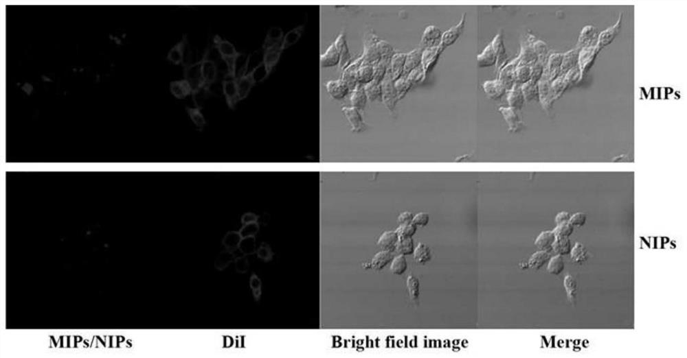 A preparation method of α-helical epitope/dox double-template molecularly imprinted fluorescent nanoparticles