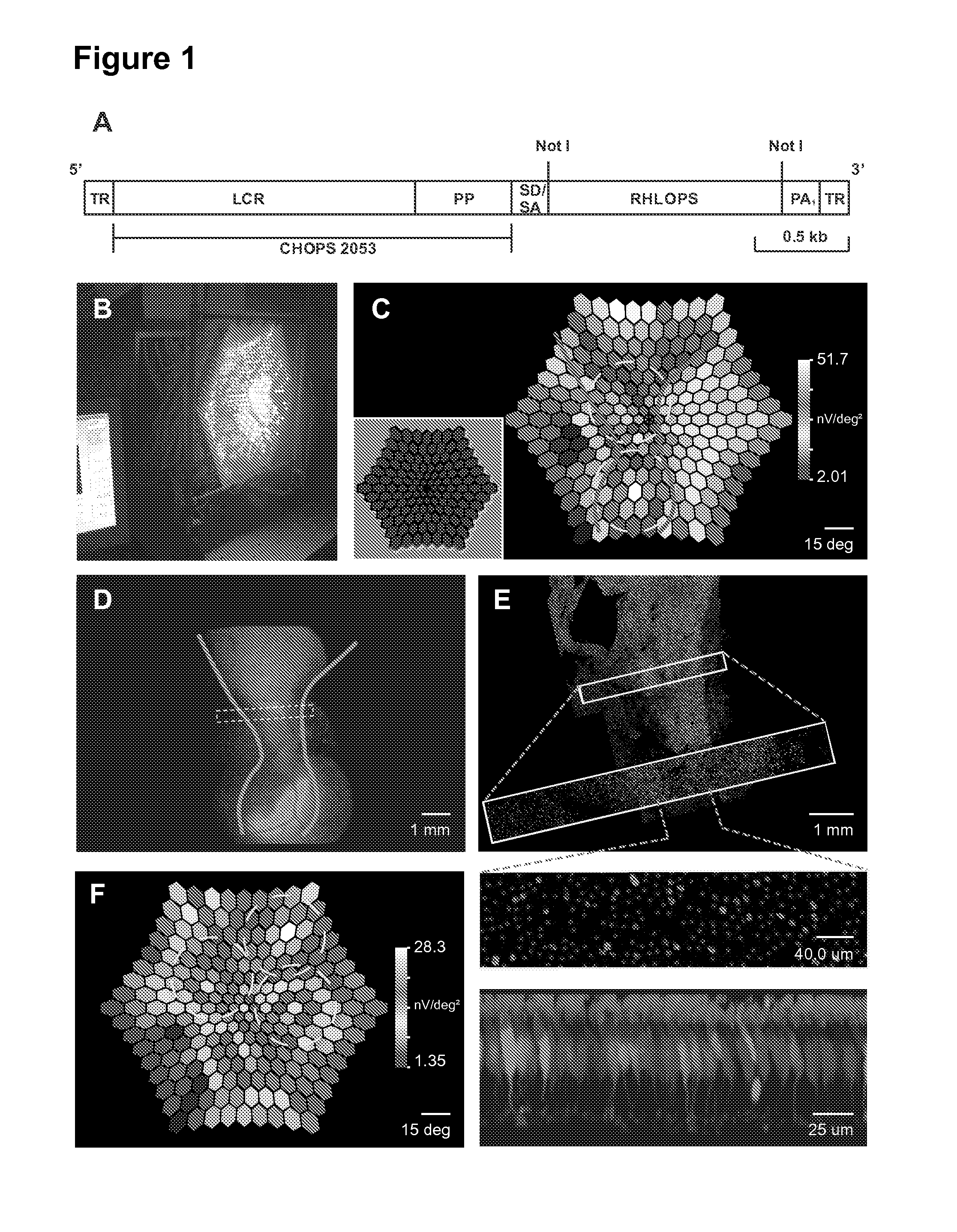 Reagents and methods for modulating cone photoreceptor activity