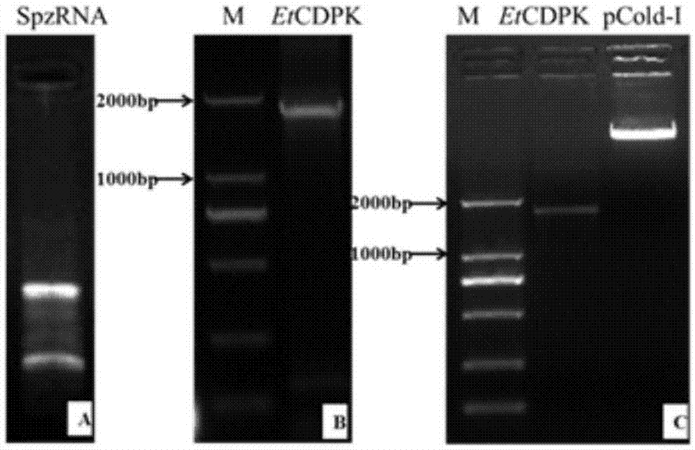 Eimeria tenella calcium-dependent protein kinases 4 gene, and applications thereof