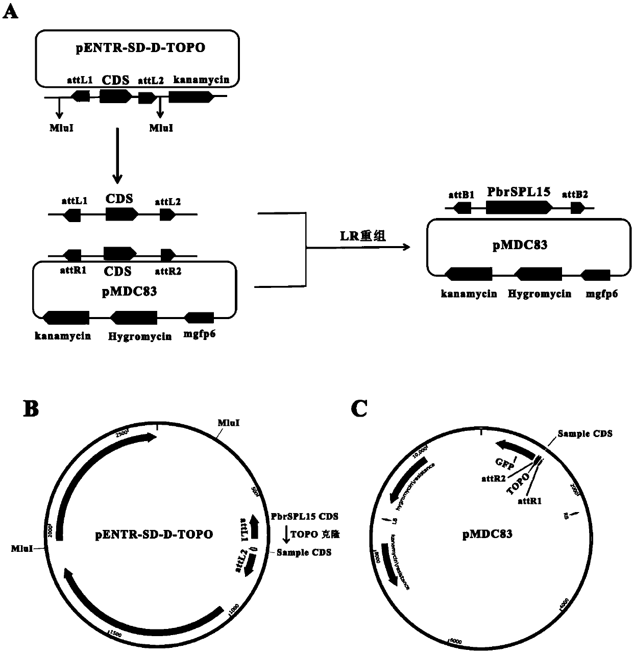Pear flowering regulation transcription factor PbrSPL15 and application thereof