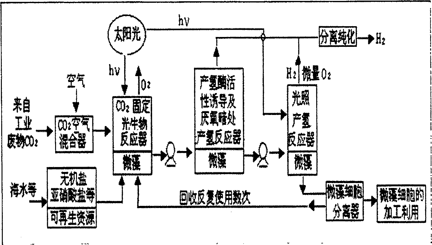 Method of photolyzing seawater by tetraselmis chui to produce hydrogen using fuel cell hydrogen consuming technique