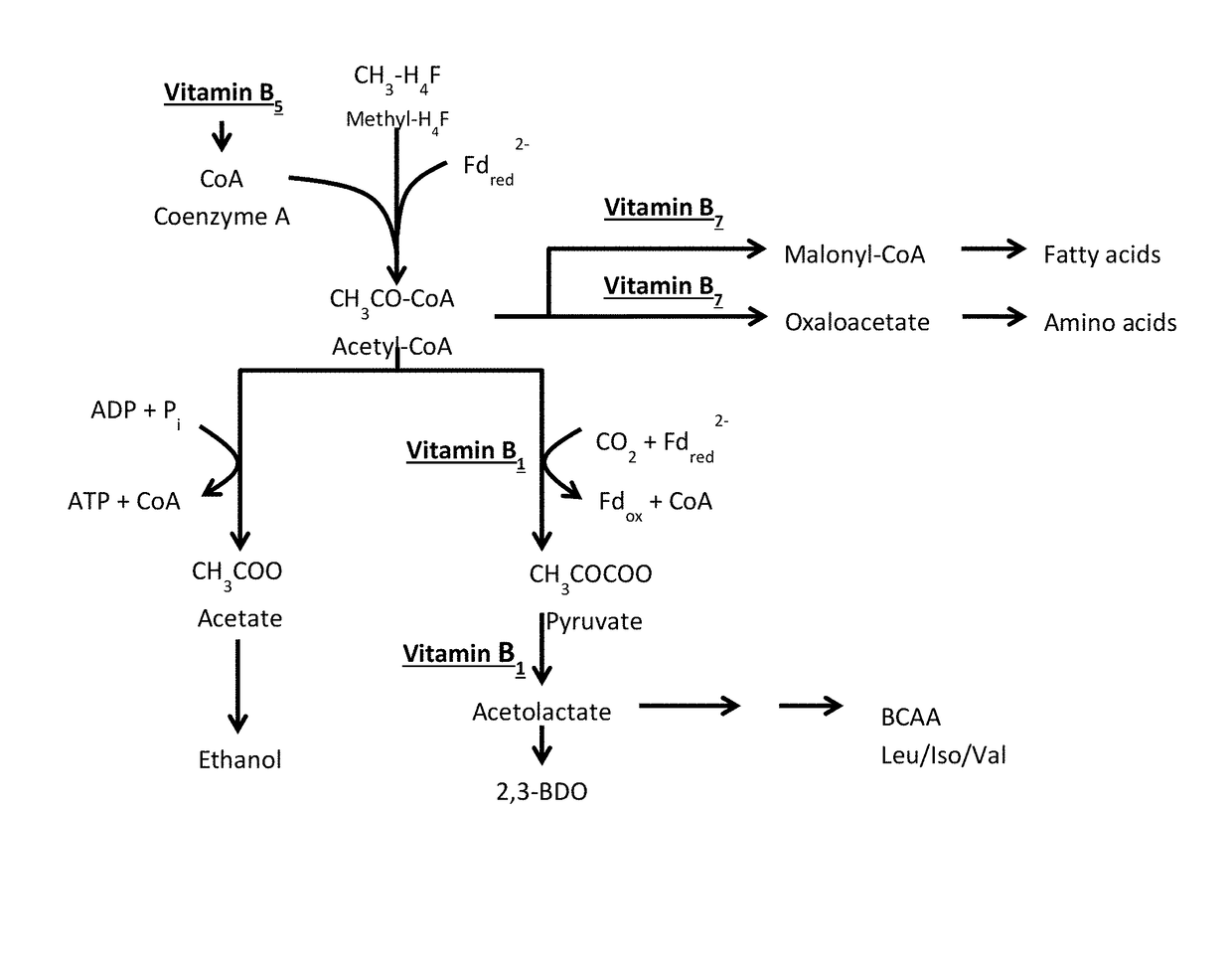 Fermentation process for the production and control of pyruvate-derived products